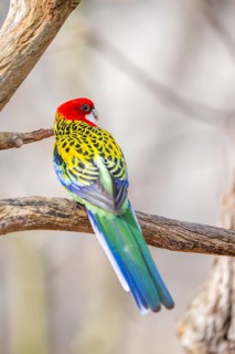 Eastern rosella (Platycercus eximius) sitting on a branch, Bavaria, Germany
