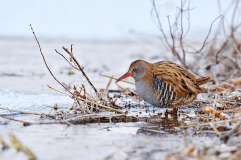 Water rail (Rallus aquaticus) in winter, North Rhine-Westphalia, Germany