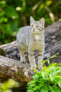 European wildcat (Felis silvestris silvestris) on an old tree trunk, Hesse, Germany