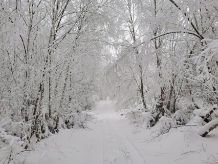 Snowy forest trail in a quiet winter landscape, Franconian Forest nature park Park