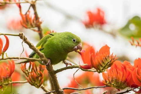 Yellow-chevroned Parakeet (Brotogeris chiriri) feeding on flowers, Bolivia