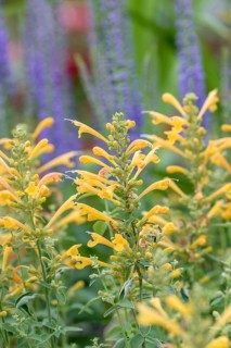Scented nettle (Agastache foeniculum APACHE YELLOW),  Germany
