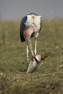 Marabou Stork (Leptoptilos crumenifer) feeding on a large catfish, Chobe, Botswana