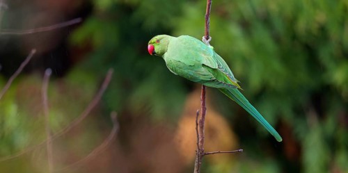Rose-ringed Parakeet, Ring-necked Parakeet, (Psittacula krameri), garden, Neuhofen,