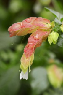 Indoor hops (Beloperone guttata, Justicia brandegeana), flowers, native to Mexico, ornamental