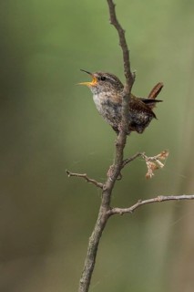 Winter Wren (Troglodytes hiemalis) perched on a branch in southern Ontario, Canada