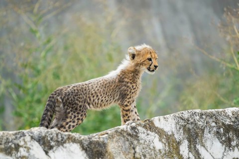 Cheetah (Acinonyx jubatus) youngster standing on a rock, captive, occurrence Africa