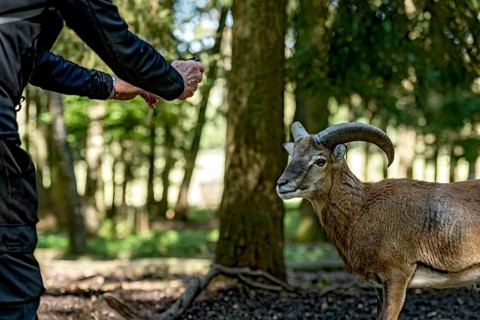 Person photographing a European mouflon (Ovis gmelini musimon) mouflon in a sunlit forest, male
