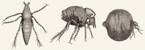 Männlicher und weiblicher Chigoe-Floh oder Jigger, Tunga penetrans, ein parasitäres Insekt