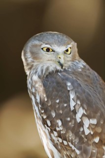Barking Owl (Ninox connivens), Lone Pine Koala Sanctuary, Brisbane, Queensland, Australia