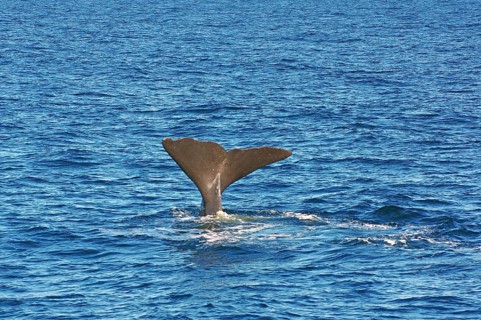 A whale fin juts out of the wavy blue ocean waters, surrounded by the vastness of the ocean,