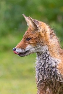 Red Fox (Vulpes vulpes) cub portrait, Netherlands