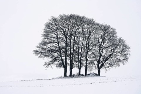 Germany - Upper Franconia - Bare trees in winter