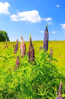 Perennial lupins (Lupinus polyphyllus) bloom in different colours, Ore Mountains, Weipert, Czech