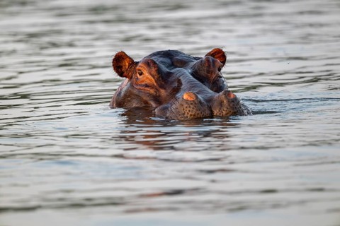 Hippopotamus (Hippopotamus amphibius) bathing in water, portrait, White Nile, Murchison Falls NP,