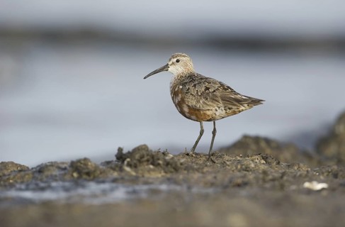 Curlew Sandpiper (Calidris ferruginea), Mecklenburg-Western Pomerania, Germany