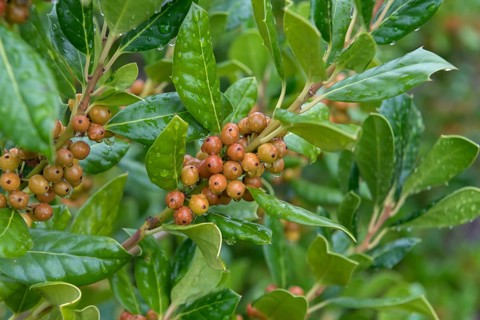 Holly (Ilex 'Nellie R. Stevens'), Teaching and Research Centre for G, Germany