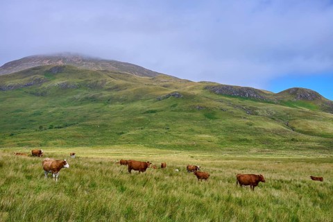 Cattle on a vast pasture in front of green hills under cloudy sky, Elgol, Isle of Skye, Scotland,