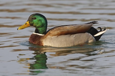 Mallard (Anas platyrhynchos) male, Baden-Wuerttemberg, Germany