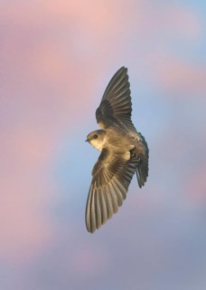 Northern Rough-winged Swallow (Stelgidopteryx serripennis) flying, Texas, USA