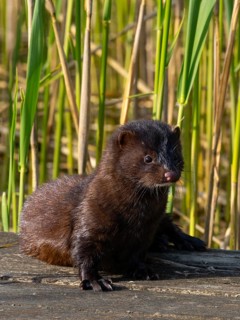 A mink in the sun