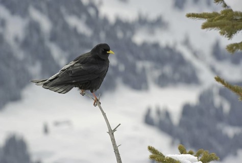 Alpine Chough (Pyrrhocorax graculus), Bavaria, Germany