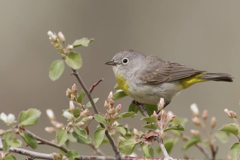 Virginia's Warbler (Leiothlypis virginiae) male, Idaho, USA