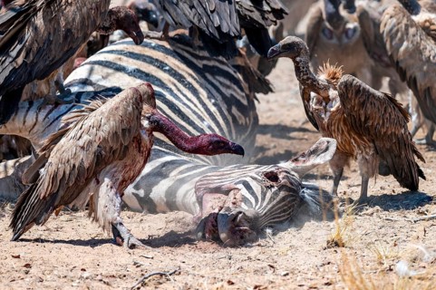 White-backed vulture (Gyps africanus) with bloody head sitting on the head of a dead plains zebra