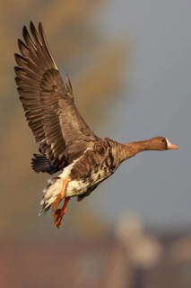 Greater White-fronted Goose (Anser albifrons) flying, North Rhine-Westphalia, Germany