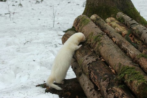 Ferret (Mustela putorius furo) in the snow, examining a woodpile, pet keeping, Allgäu, Bavaria,