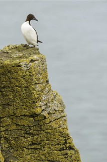 Thick-billed Murre (Uria lomvia), Alaska, USA