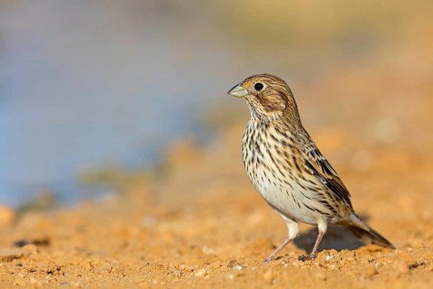 Corn bunting, (Emberiza calandra), bunting, animals, birds, bunting family, Celias Waterhole, Ezuz,