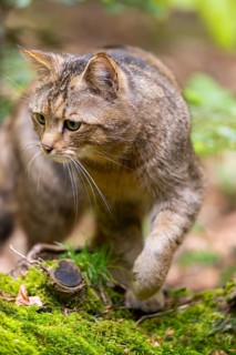 European wildcat (Felis silvestris silvestris) walking in a forest, Bavaria, Germany
