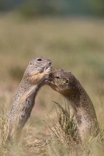 One European ground squirrel (Spermophilus citellus) or European souslik feeding on seeds in tall