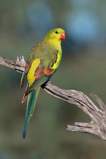 Regent Parrot (Polytelis anthopeplus) male immature, Victoria, Australia