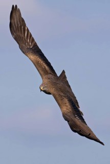 Black Kite (Milvus migrans) flying, Saxony-Anhalt, Germany