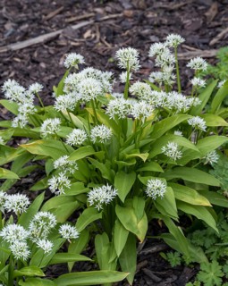 Wild garlic (Allium ursinum),  Czech Republic