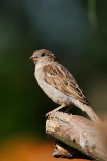 House Sparrow (Passer domesticus), female, North Rhine-Westphalia, Germany