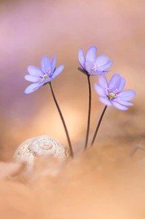 Liverleaf (Hepatica nobilis) close-up of flowering blossoms, Rhineland-Palatinate, Germany