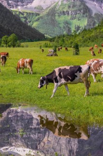 Holstein Friesian cattle stand on a green meadow next to a puddle. A reflection of the cows and the
