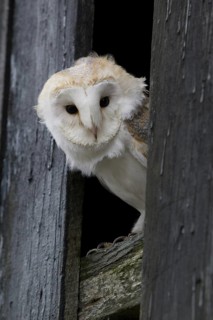 Western Barn Owl (Tyto alba)