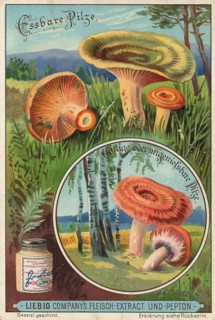Picture series Comparison of edible mushrooms and poisonous mushrooms, Liebig picture, digitally