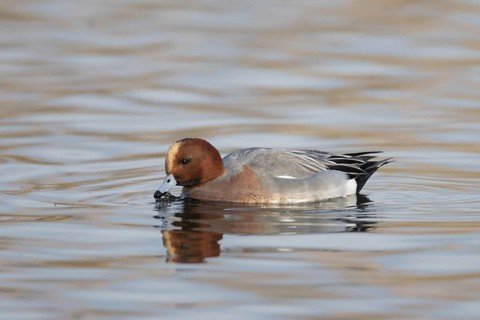 Eurasian wigeon duck (Mareca penelope) adult male bird feeding on a lake in winter, Suffolk,