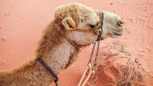Majestic camel resting on the reddish sand of Wadi Rum in Jordan, enhanced by a tranquil, yet