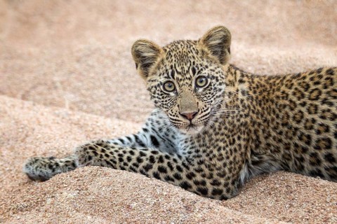 Leopard (Panthera pardus) immature lying in sand dunes, Sabi Sands, South Africa