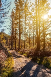 Path in an autumn sunset on a route through a beautiful forest, getting to know nature, Mount
