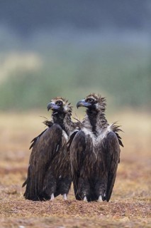 Cinereous Vulture, (Cinereous Vulture, Aegypius monachus), Animals, Birds, Sierra de San Pedro,