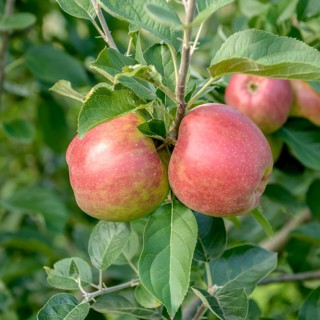 Apple (Malus domestica 'Kaiser Wilhelm'),  Germany