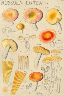 Mushroom, fungi, Russula acetolens, syn. Russula lutea, Russula vitellina, authentic reproduction