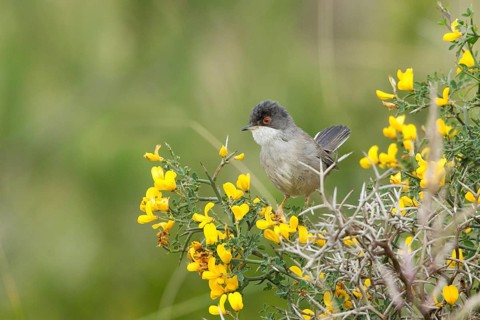 Sardinian Warbler (Sylvia melanocephala) female, Mallorca, Spain